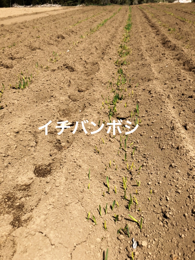 f:id:Yamanao:20190429141933j:plain f:id:Yamanao:20190429141933j:plain