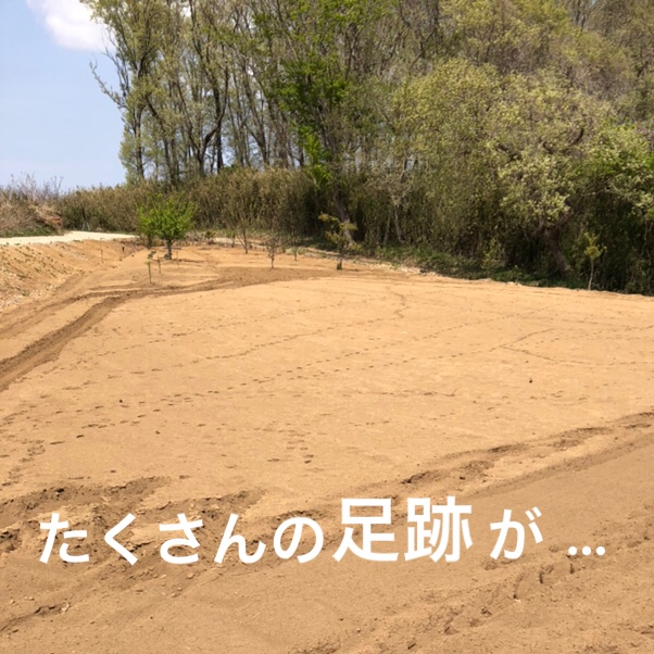 f:id:Yamanao:20190429151347j:plain f:id:Yamanao:20190429151347j:plain