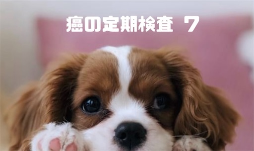 f:id:Yamapy:20250717214850j:image