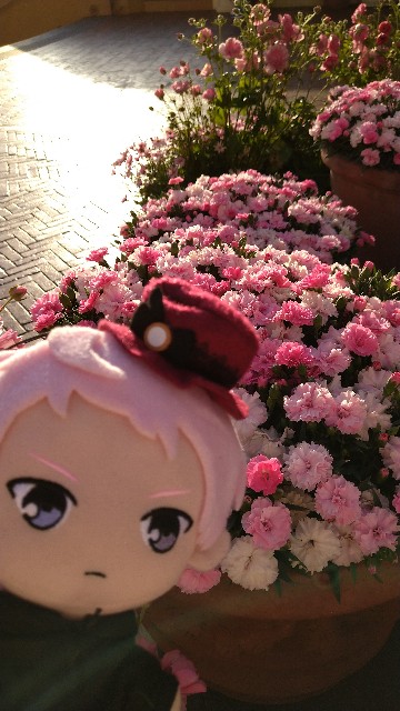 f:id:Yamase:20240311151435j:image f:id:Yamase:20240311151435j:image