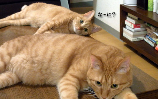 猫画像2_100729