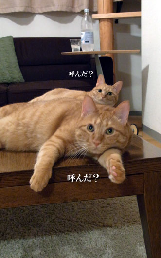 猫画像3_100729