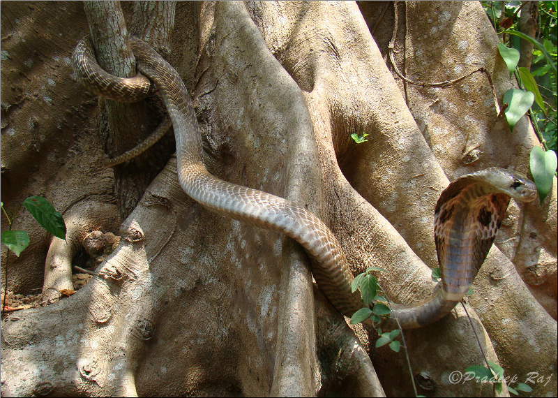 f:id:YoFu:20201130153238j:plain