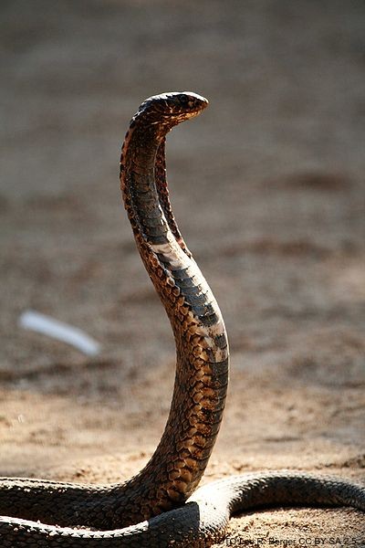 f:id:YoFu:20201130153408j:plain