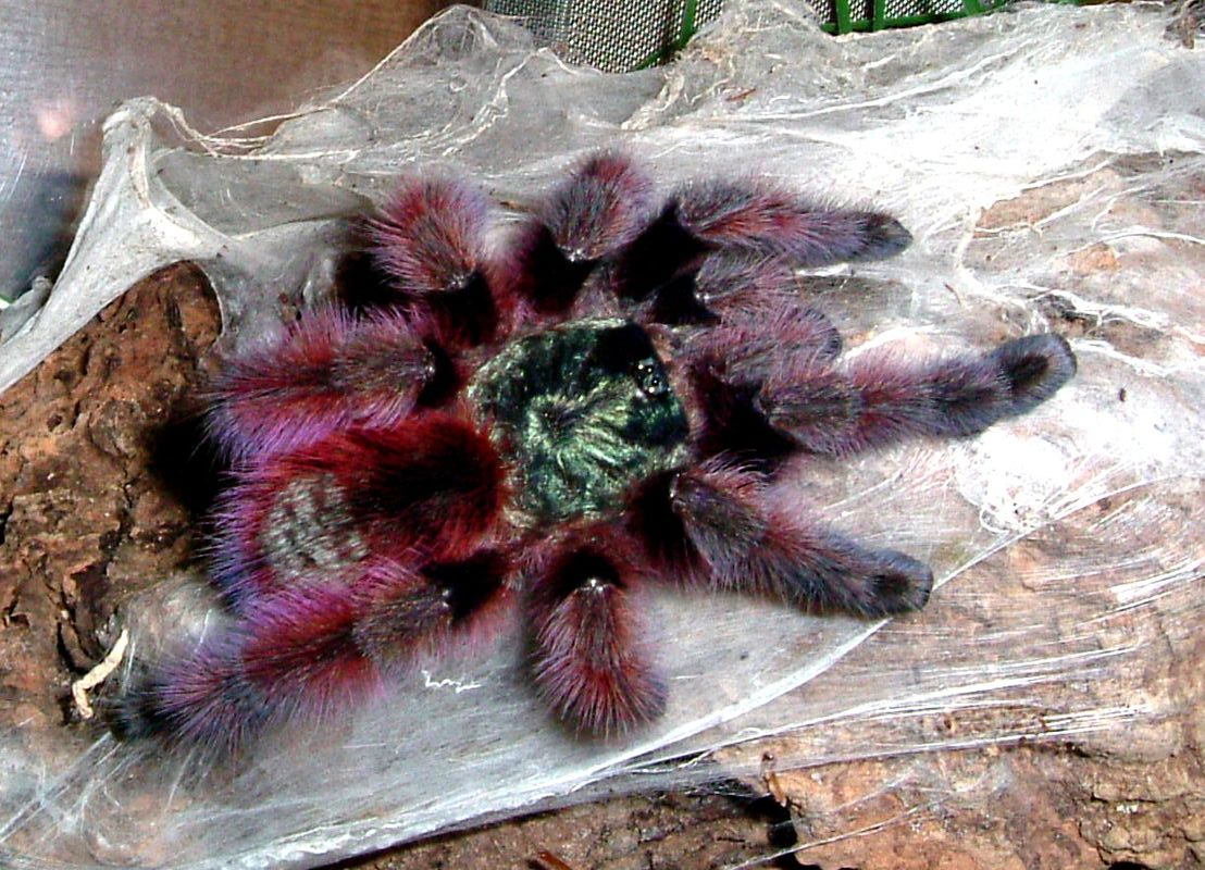 f:id:YoFu:20201130161227j:plain