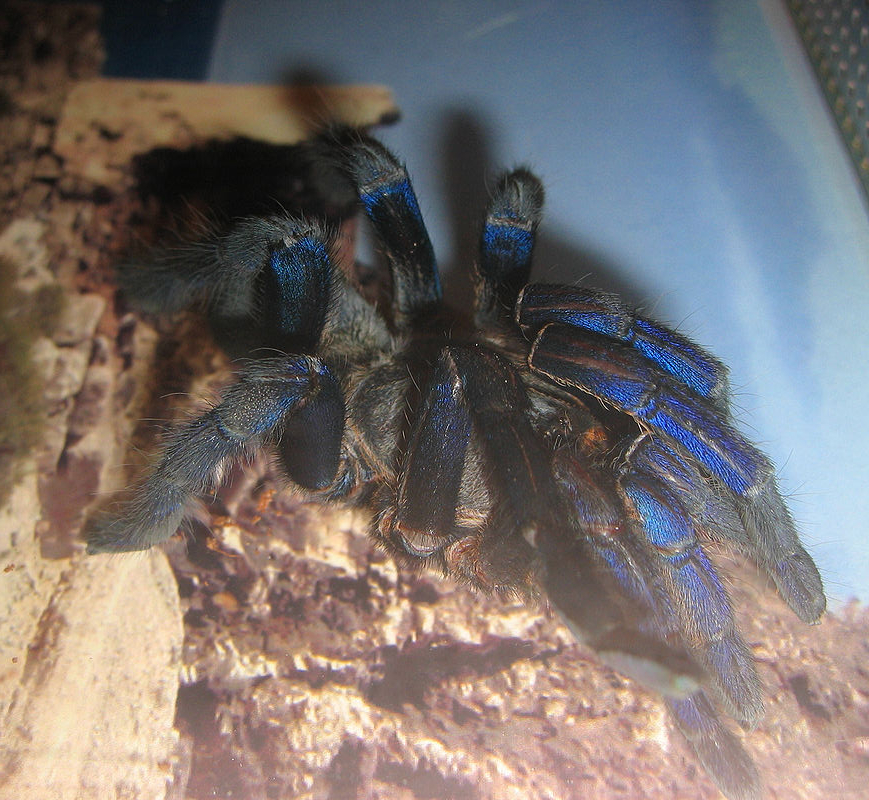 f:id:YoFu:20201130161424j:plain