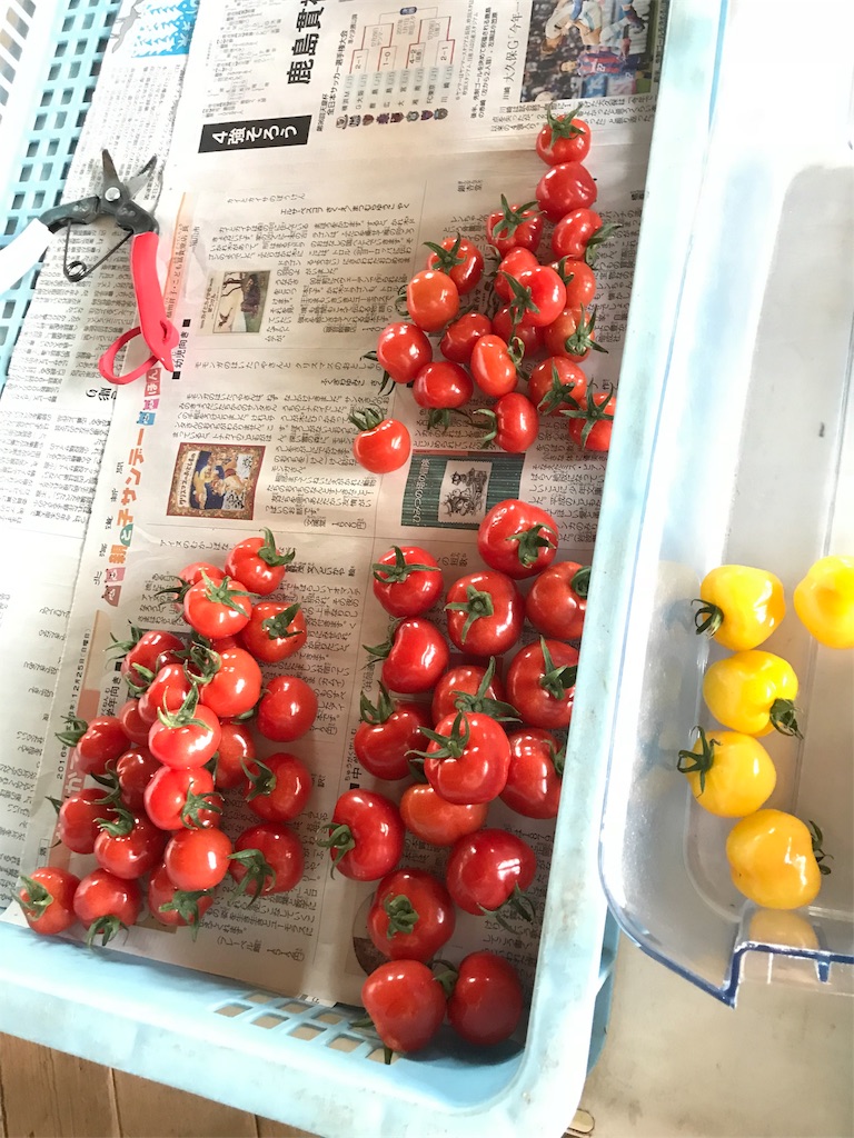 f:id:Yocos-farm:20180727184931j:image f:id:Yocos-farm:20180727184931j:image
