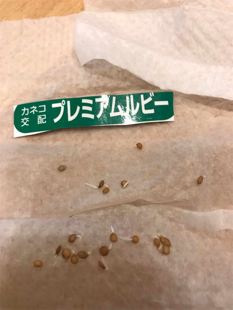 f:id:Yocos-farm:20190323220728j:image