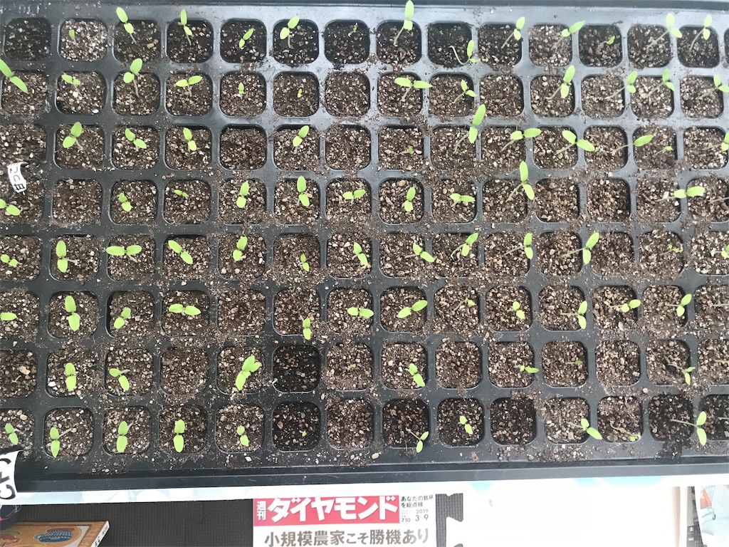 f:id:Yocos-farm:20190324074237j:image