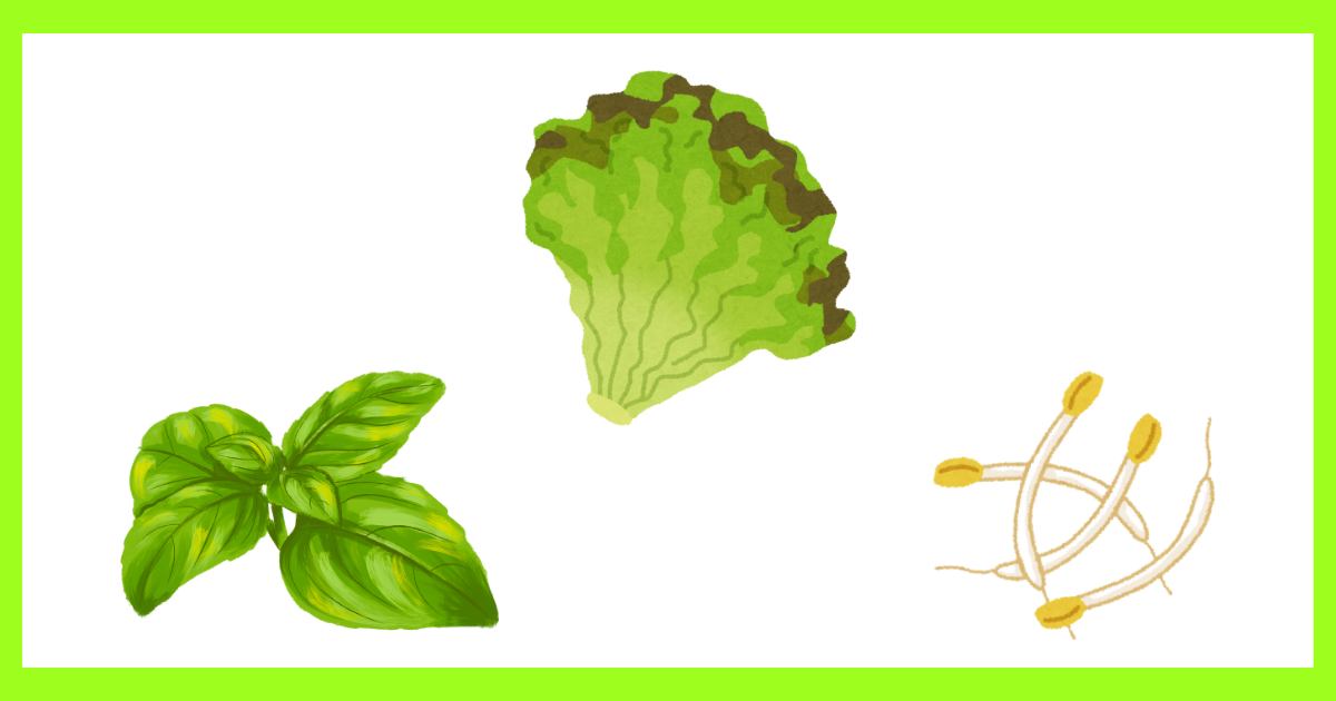 水耕栽培初心者向け野菜3選:リーフレタスとバジル、そしてスプラウト