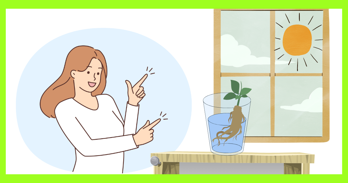 水耕栽培はあなたの生活の最高のパートナーになります
