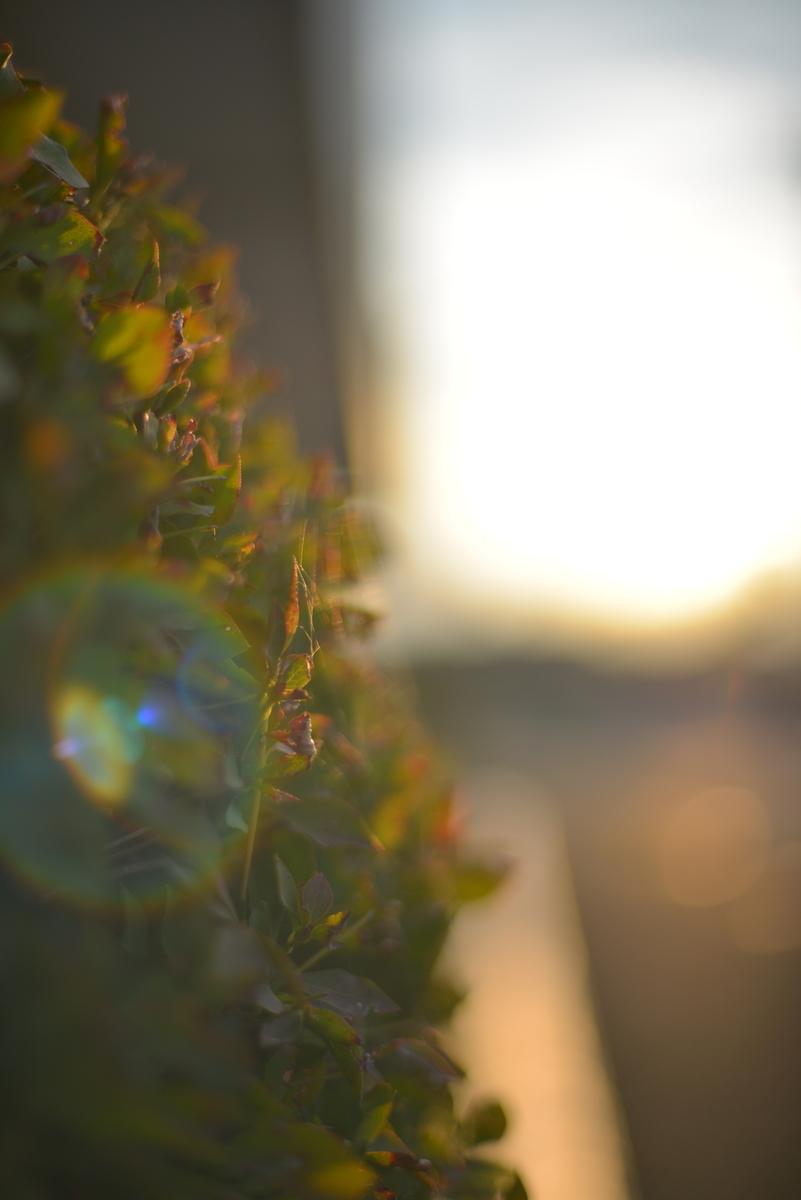 明るく美しいボケ】 Nikon AF 50mm F1.4D AI AF Nikkor 50mm f/1.4D