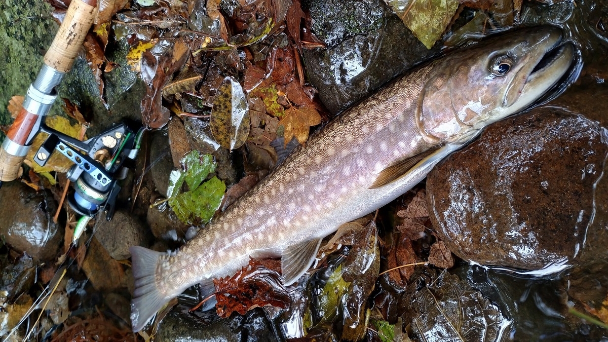 雨鱒 アメマス 45cm チャートカラー