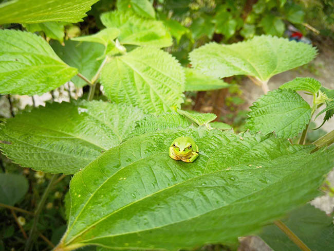 f:id:Yokumiru:20200528220400j:plain