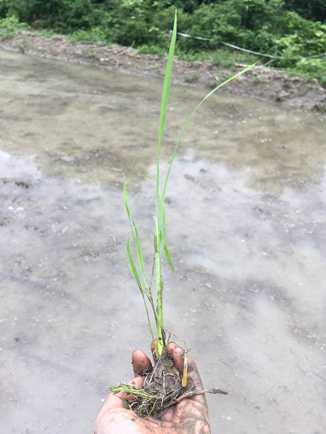 f:id:Yokumiru:20200714184113j:plain