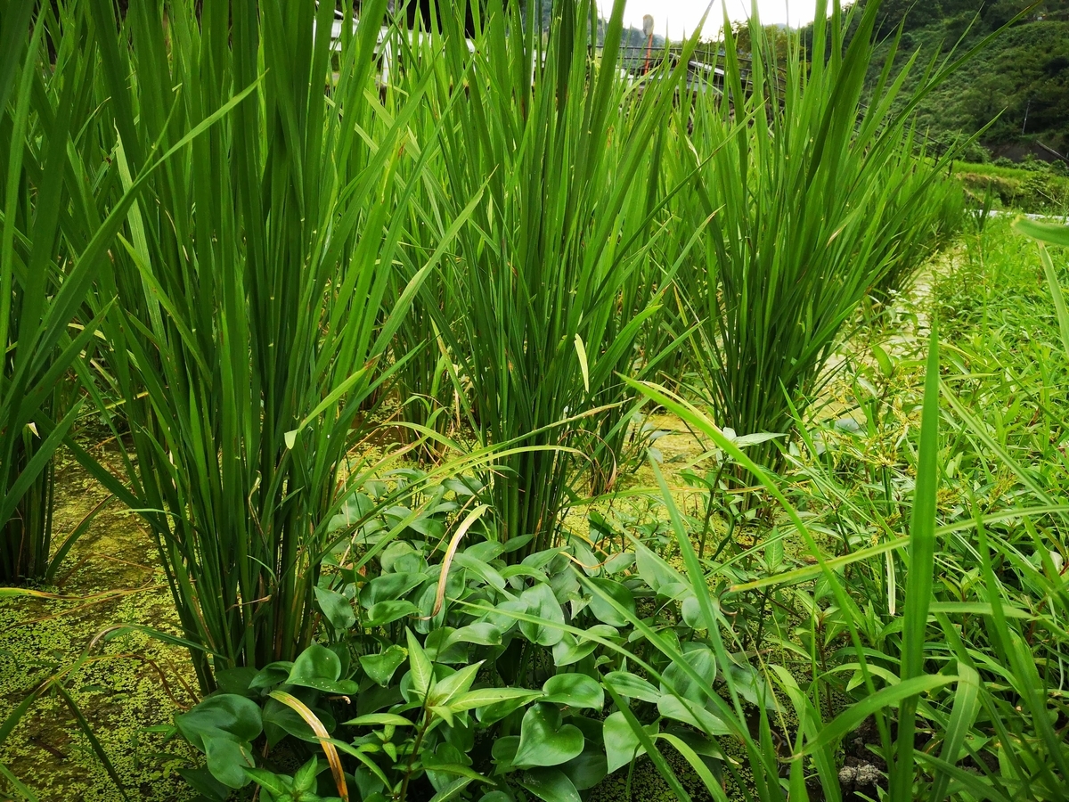 f:id:Yokumiru:20201023123611j:plain