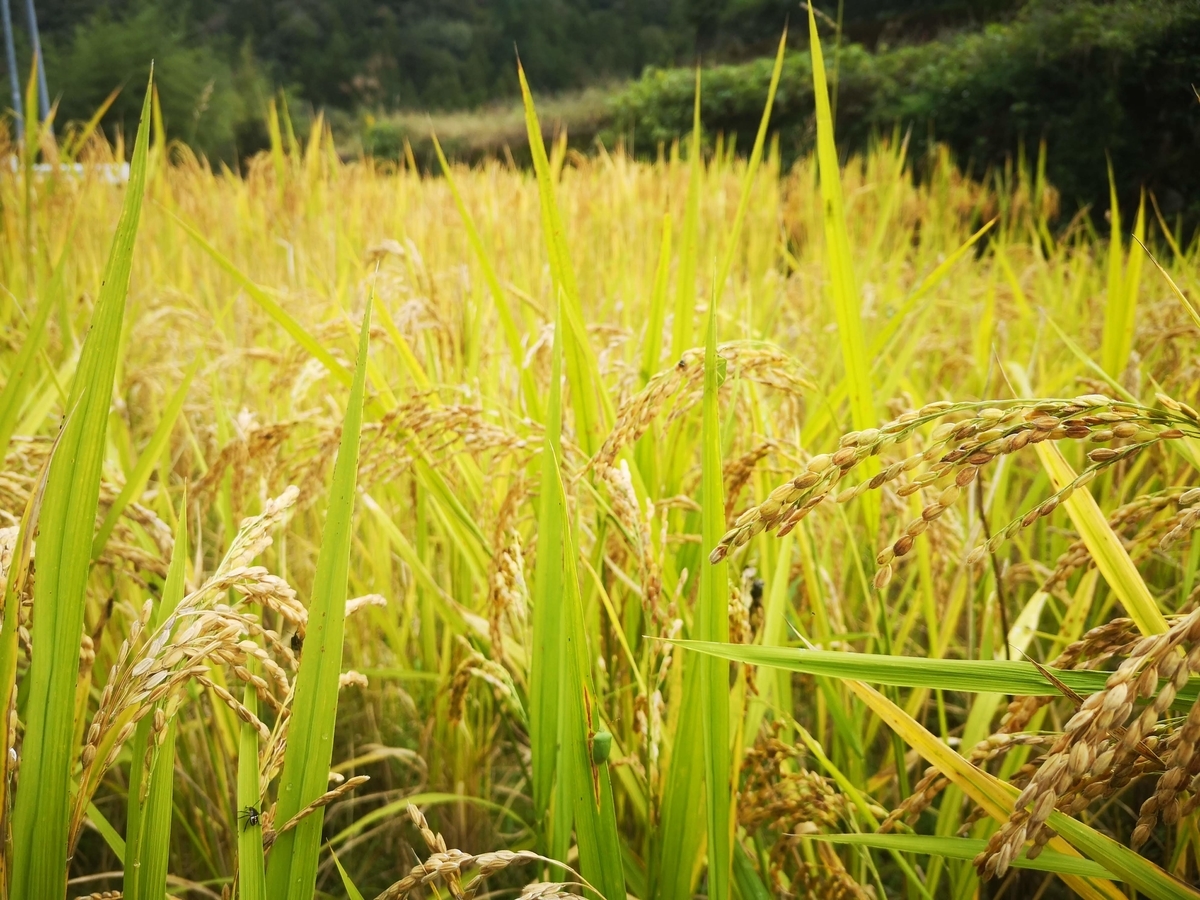 f:id:Yokumiru:20201023123732j:plain