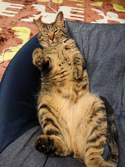 f:id:YomeBare:20200617154500j:plain f:id:YomeBare:20200617154500j:plain