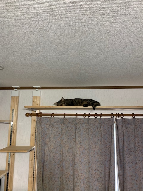 f:id:YomeBare:20200720111119j:plain f:id:YomeBare:20200720111119j:plain