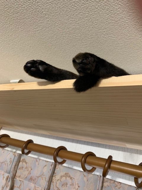 f:id:YomeBare:20200720111225j:plain f:id:YomeBare:20200720111225j:plain