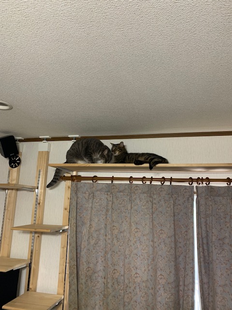 f:id:YomeBare:20200720111322j:plain f:id:YomeBare:20200720111322j:plain