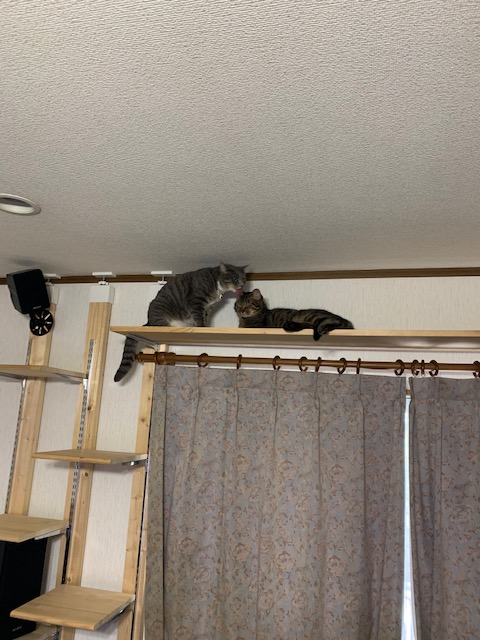 f:id:YomeBare:20200720111410j:plain f:id:YomeBare:20200720111410j:plain