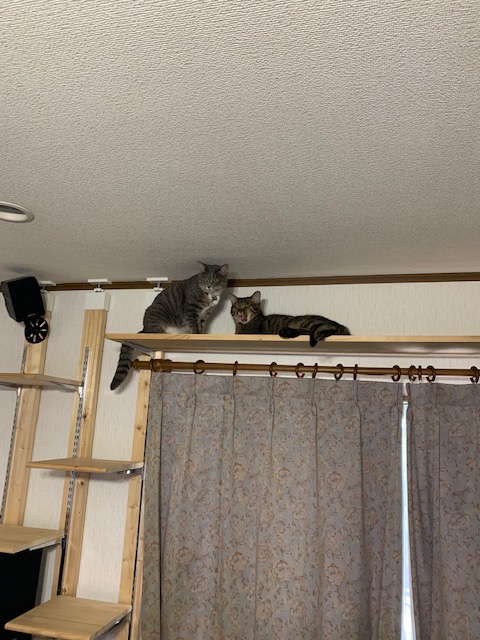 f:id:YomeBare:20200720111441j:plain f:id:YomeBare:20200720111441j:plain