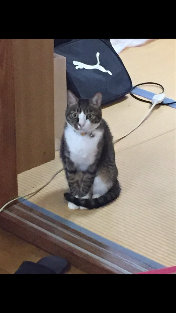 f:id:Yonehira88:20181112204113p:image f:id:Yonehira88:20181112204113p:image