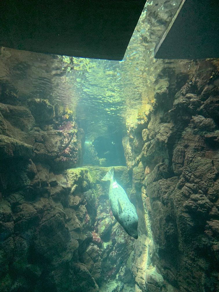 f:id:YorimitiKarasu:20190829192512j:plain