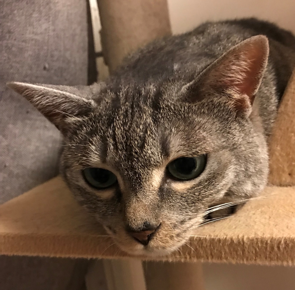 f:id:YoroCon:20180906013048j:plain