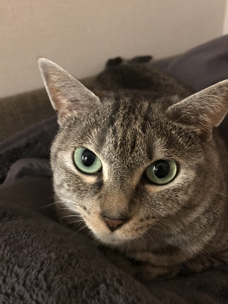 f:id:YoroCon:20180913012846j:plain