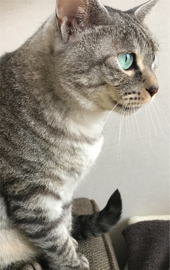 f:id:YoroCon:20181020200554j:image