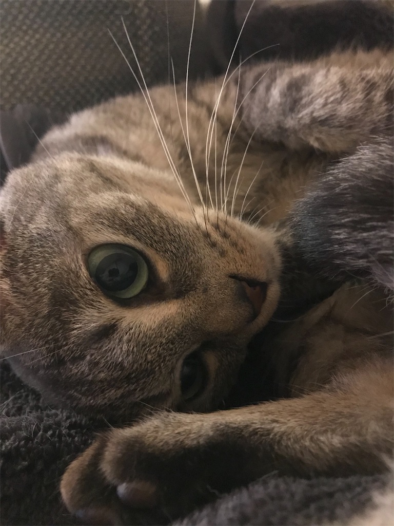 f:id:YoroCon:20181102204233j:image