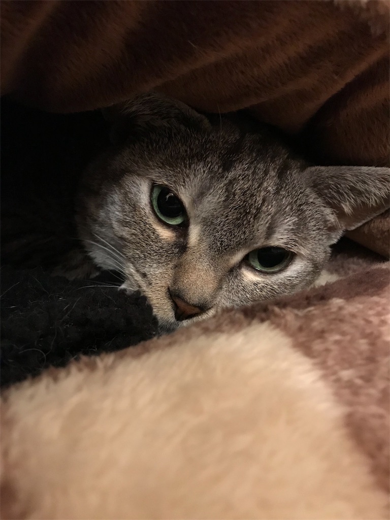 f:id:YoroCon:20190202011711j:image