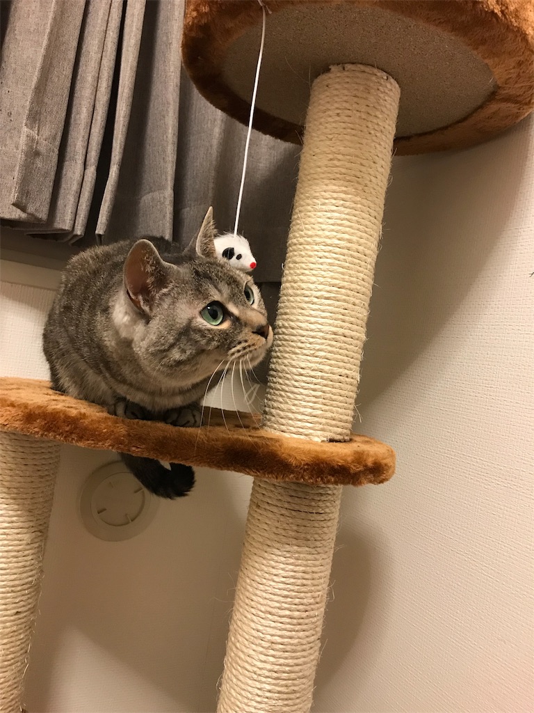 f:id:YoroCon:20190222190319j:image