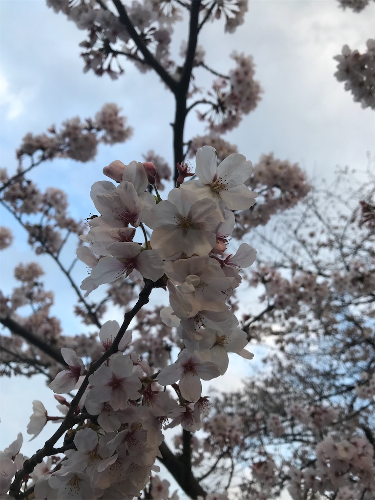 f:id:YoroCon:20190331205345j:image