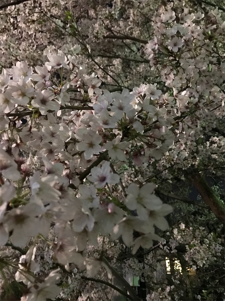 f:id:YoroCon:20190407233321j:image