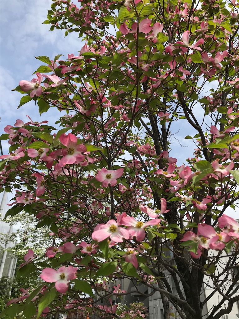 f:id:YoroCon:20190429215454j:image