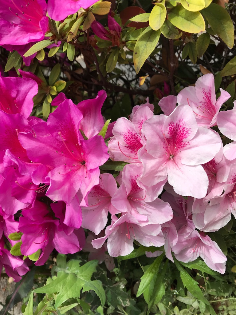 f:id:YoroCon:20190429215459j:image