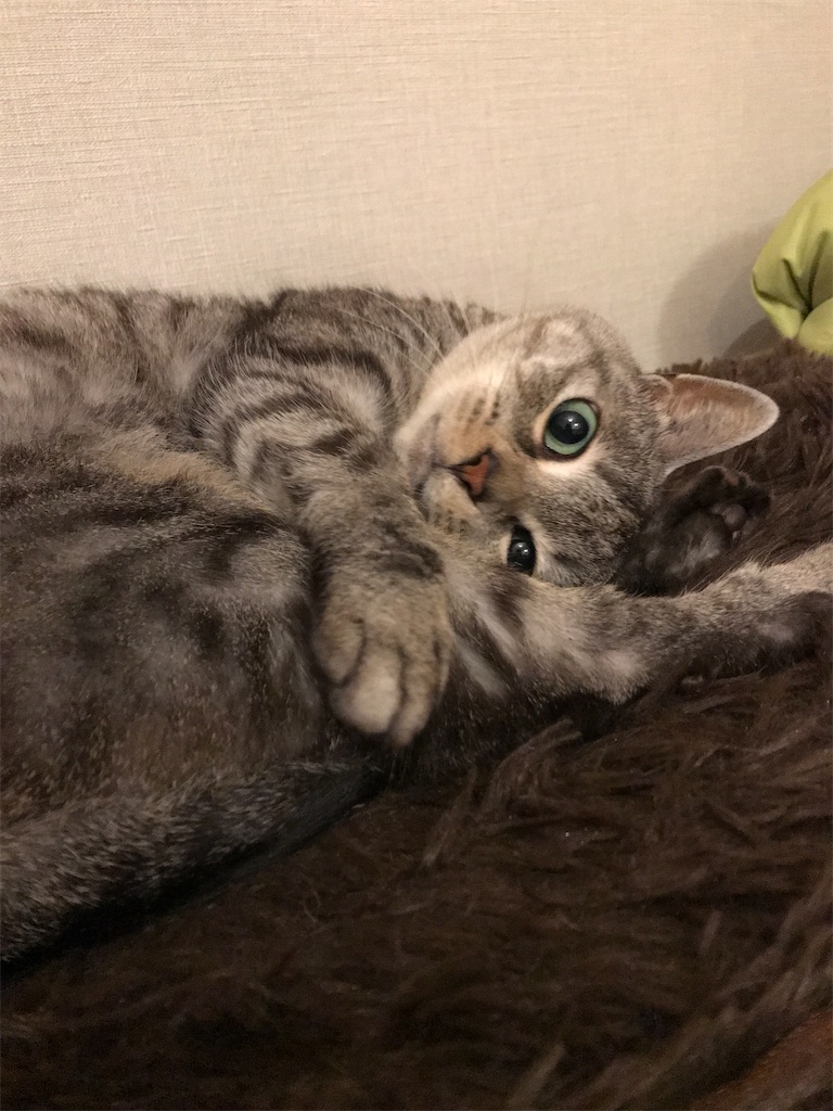 f:id:YoroCon:20200104174351j:image f:id:YoroCon:20200104174351j:image