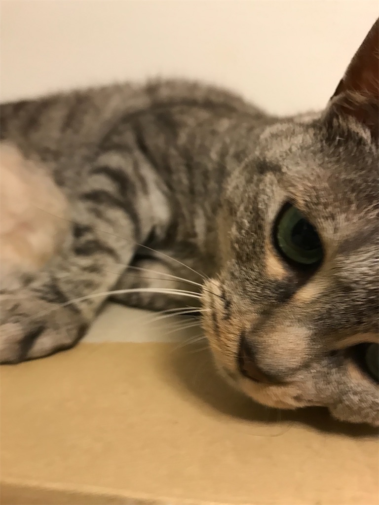 f:id:YoroCon:20210711231616j:image f:id:YoroCon:20210711231616j:image