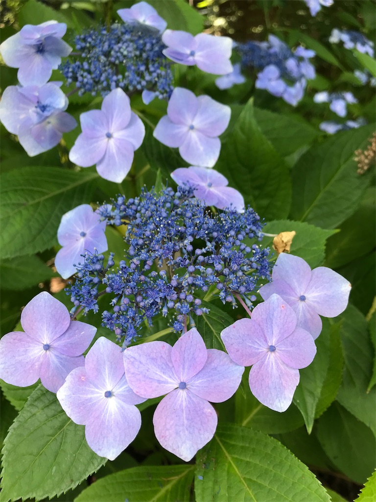 f:id:YoroCon:20210724153612j:image