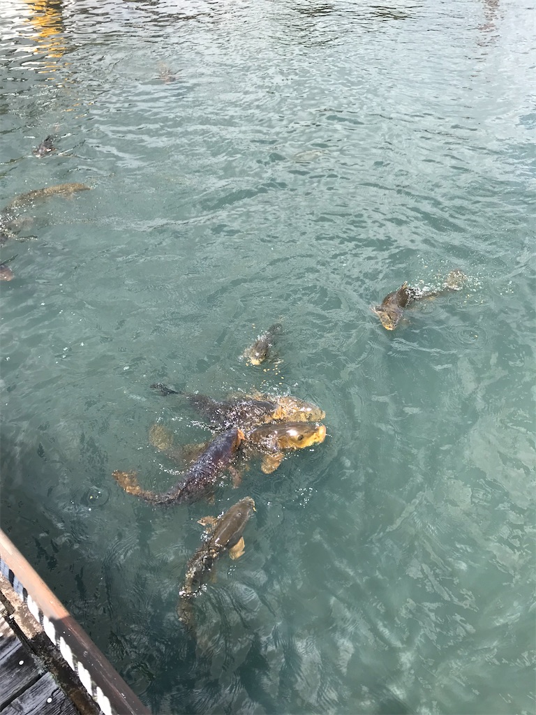 f:id:YoroCon:20210724153659j:image