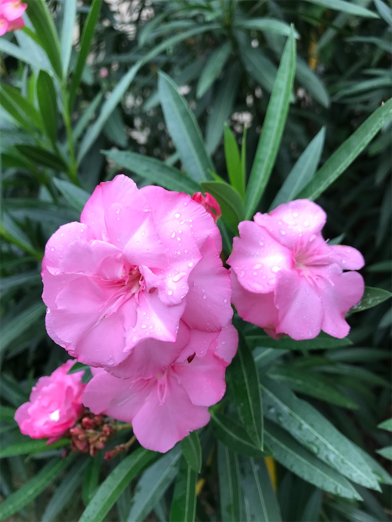 f:id:YoroCon:20210818235719j:image