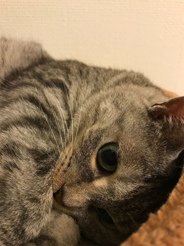 f:id:YoroCon:20210828190223j:image