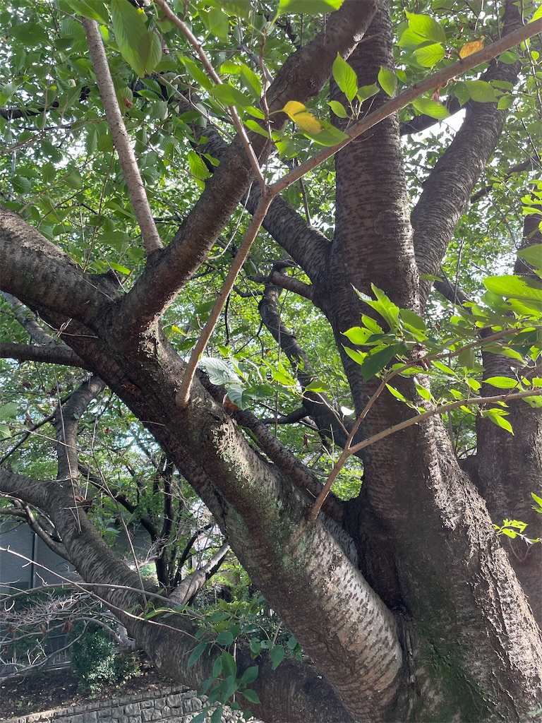 f:id:YoroCon:20220814220154j:image