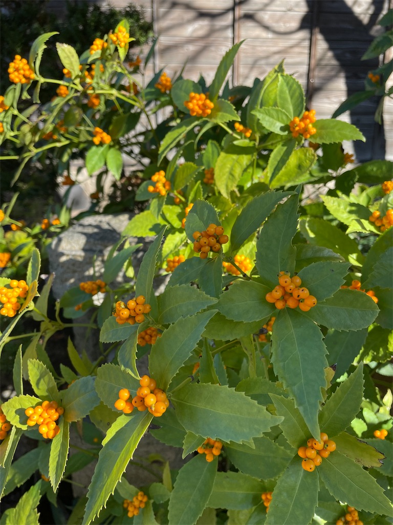 f:id:YoroCon:20230103215419j:image