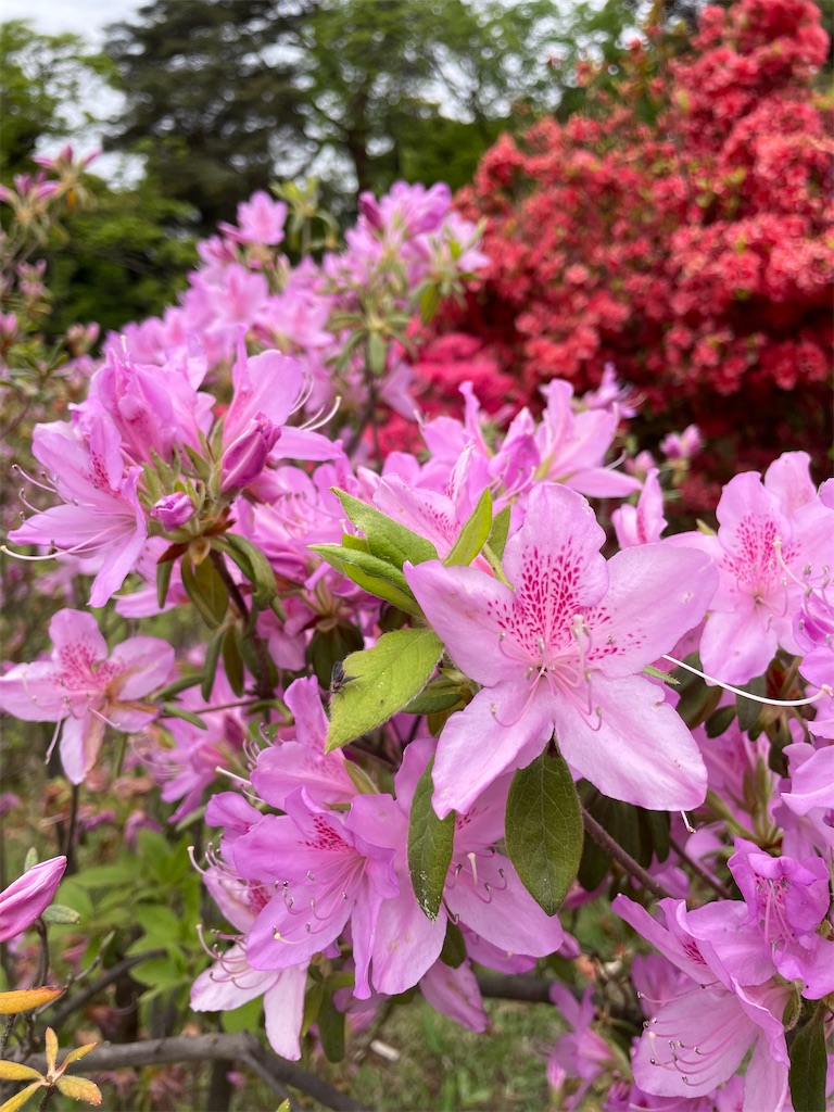 f:id:YoroCon:20230429001049j:image