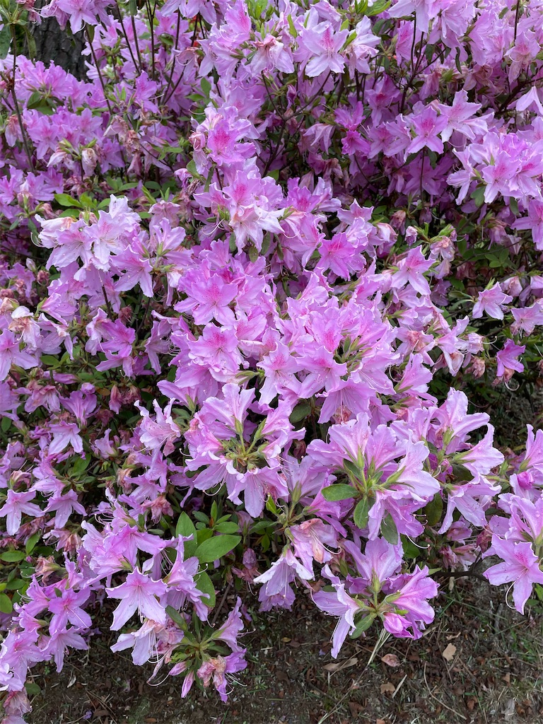 f:id:YoroCon:20230429001134j:image