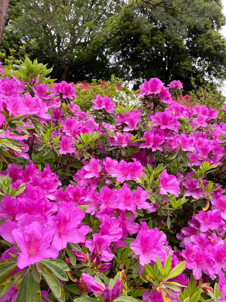 f:id:YoroCon:20230429001139j:image